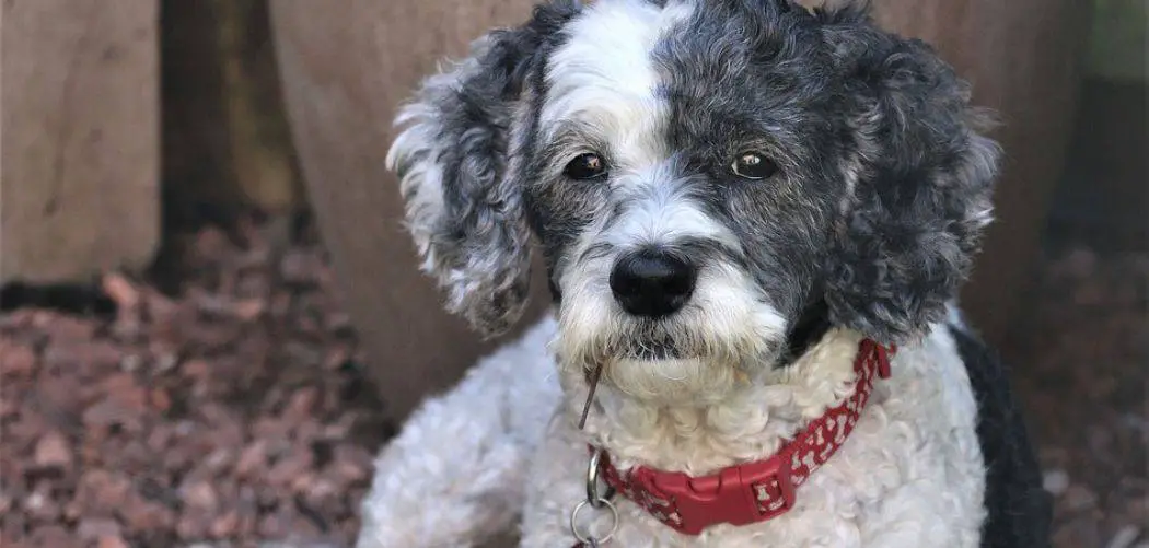 Cockapoo with diarrhea