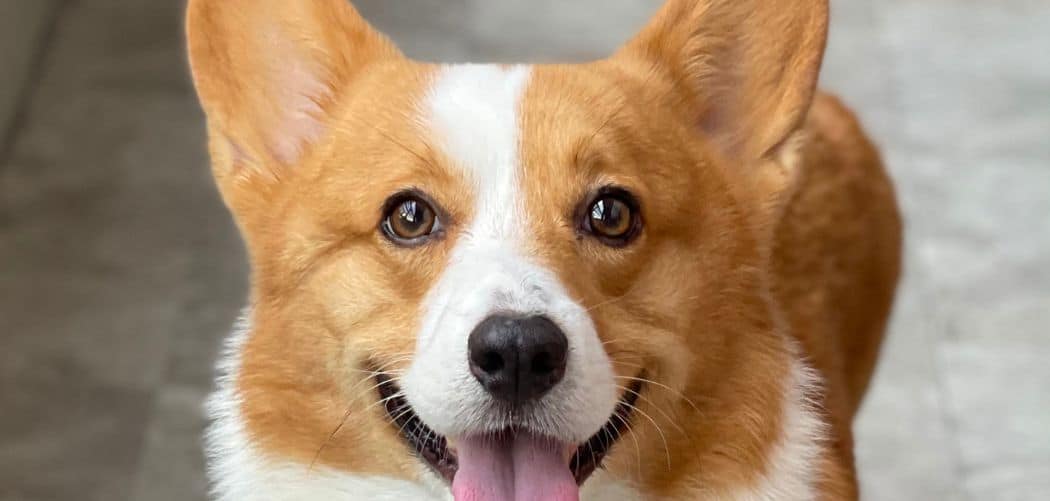Corgi breathing fast