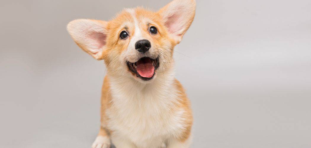 Corgi crying
