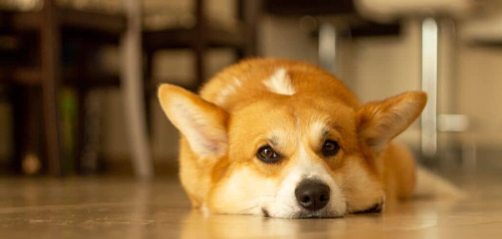 Corgi throwing up
