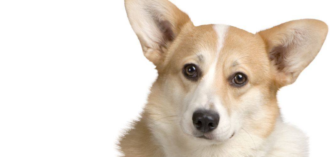 Corgi with diarrhea