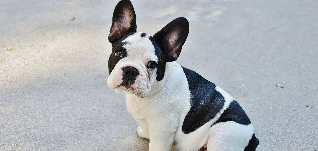 Frenchie Throwing Up Why And When To Worry Canines and Pups