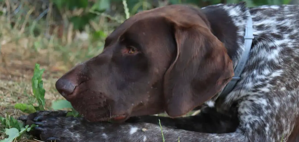 German shorthaired pointer throwing up