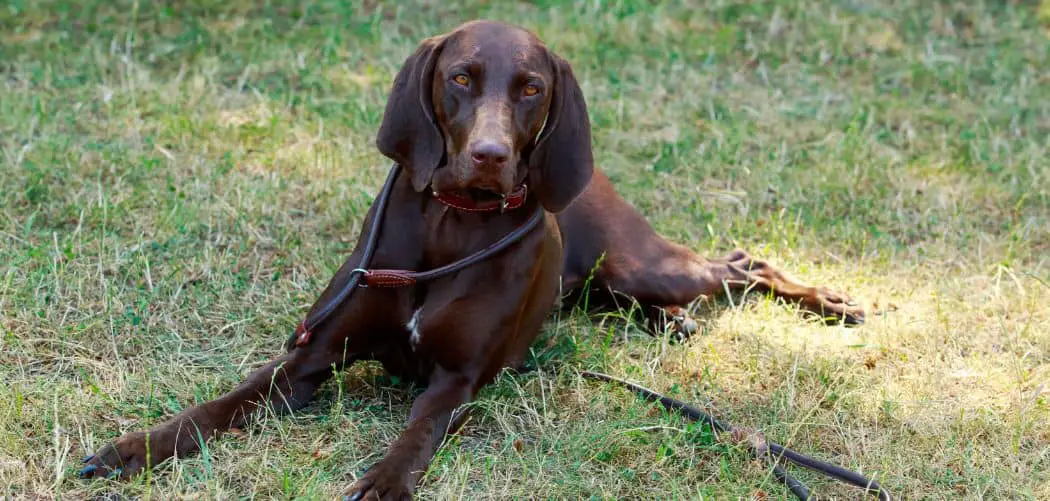 German shorthaired pointer with diarrhea