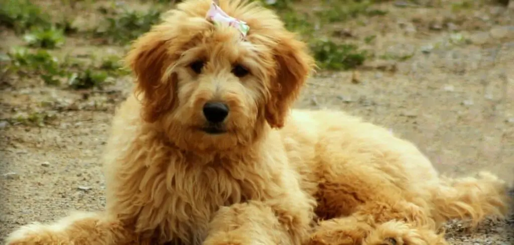 Goldendoodle with diarrhea