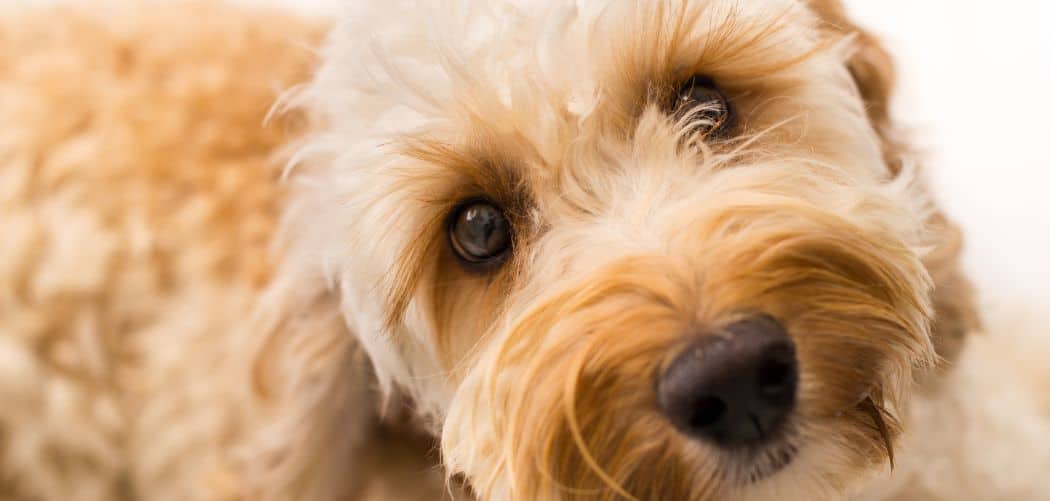 Labradoodle throwing up
