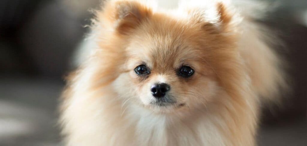 Pomeranian throwing up