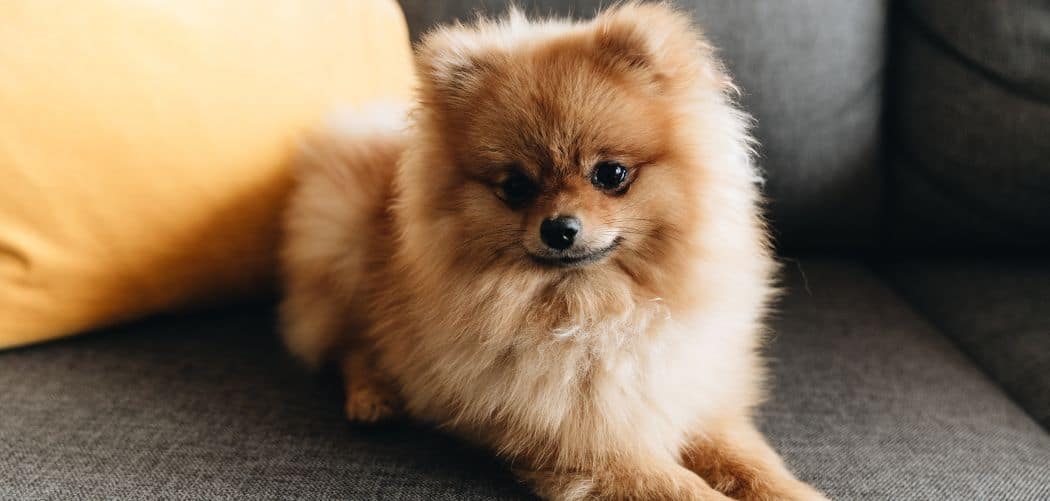 Pomeranian with diarrhea
