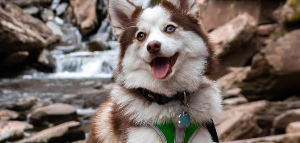 Pomsky with diarrhea