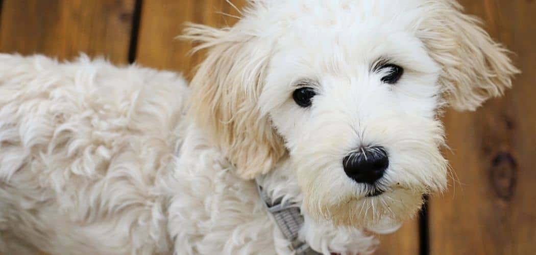 Sheepadoodle Throwing Up Why And When To Worry Canines and Pups