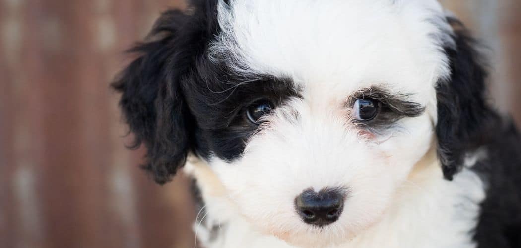 Sheepadoodle with diarrhea