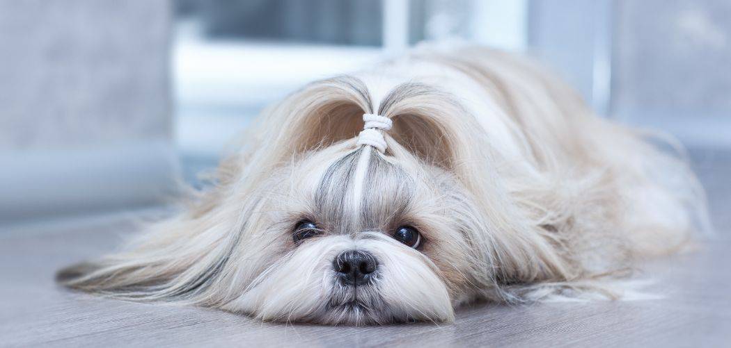 Shi tzu with diarrhea