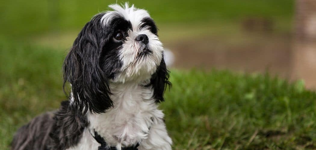 Shih tzu throwing up