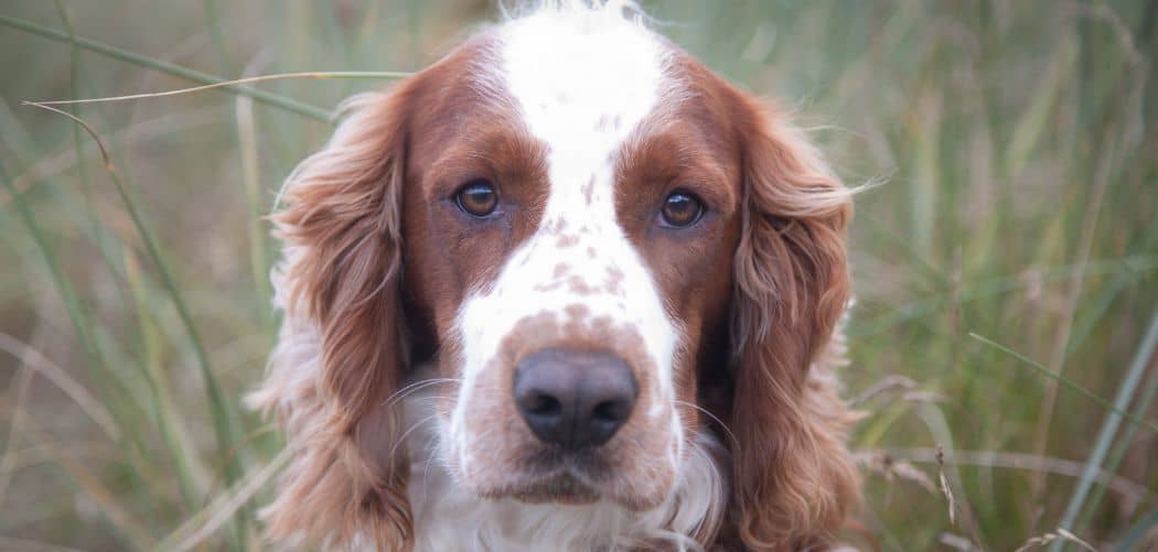 Springer spaniel throwing up