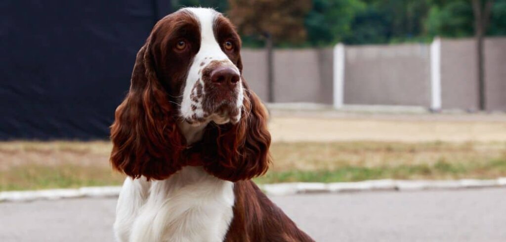 Springer spaniel with diarrhea