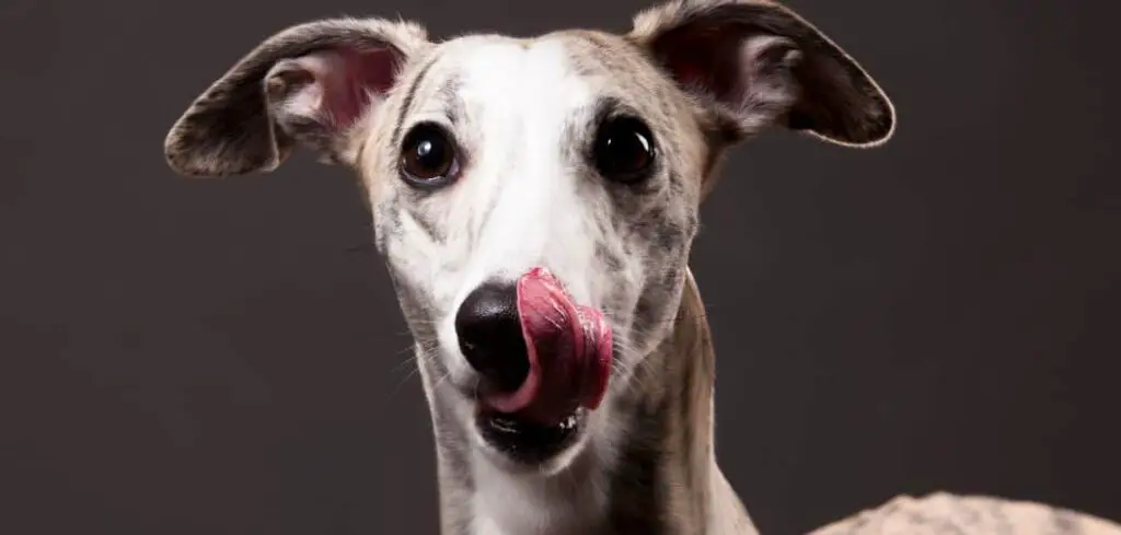 Whippet always hungry