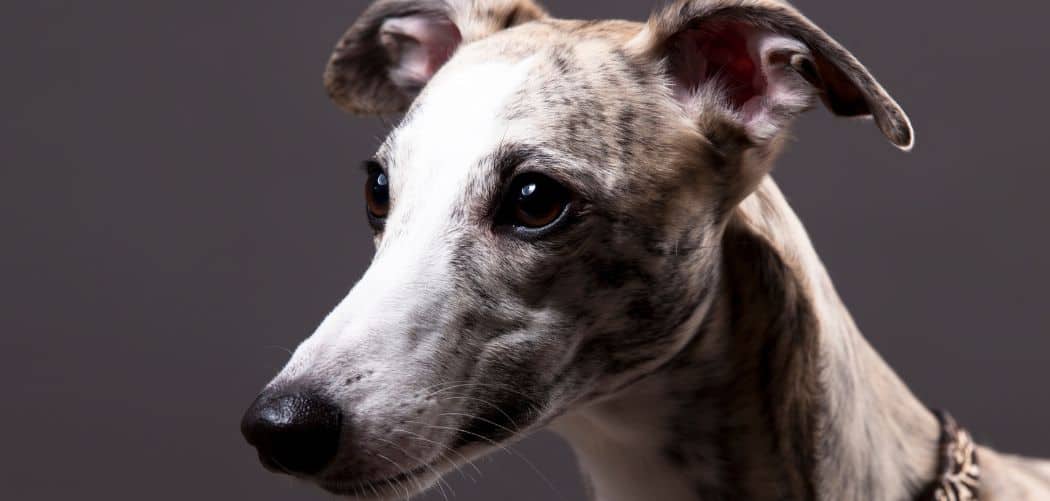 Whippet chewing