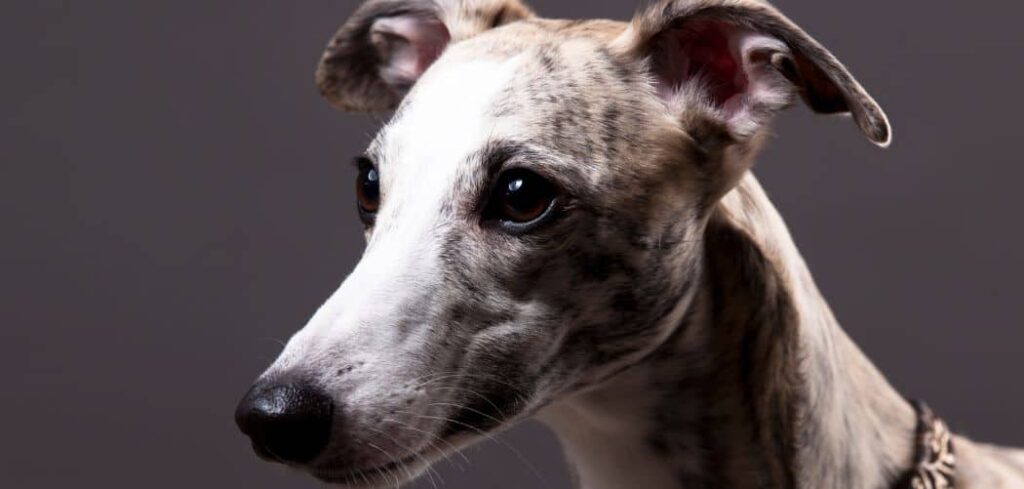 Whippet coughing