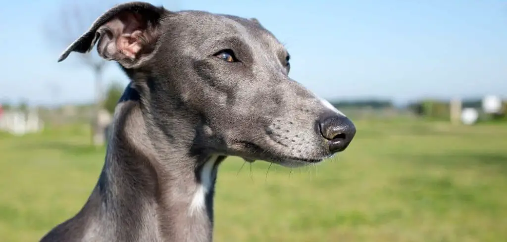 Whippet drooling