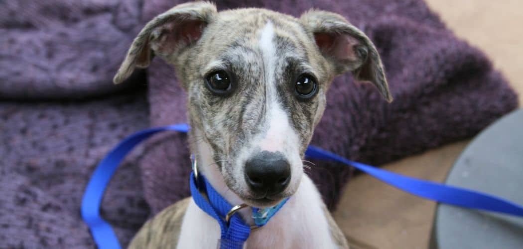 Whippet gagging