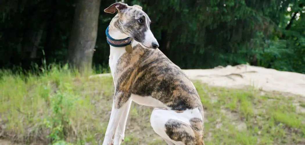 Whippet having trouble walking