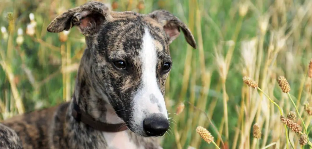 Why is my Whippet pooping blood