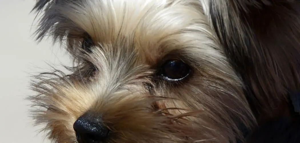 Yorkipoo throwing up