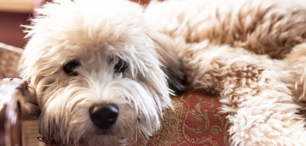 wheaten terrier throwing up