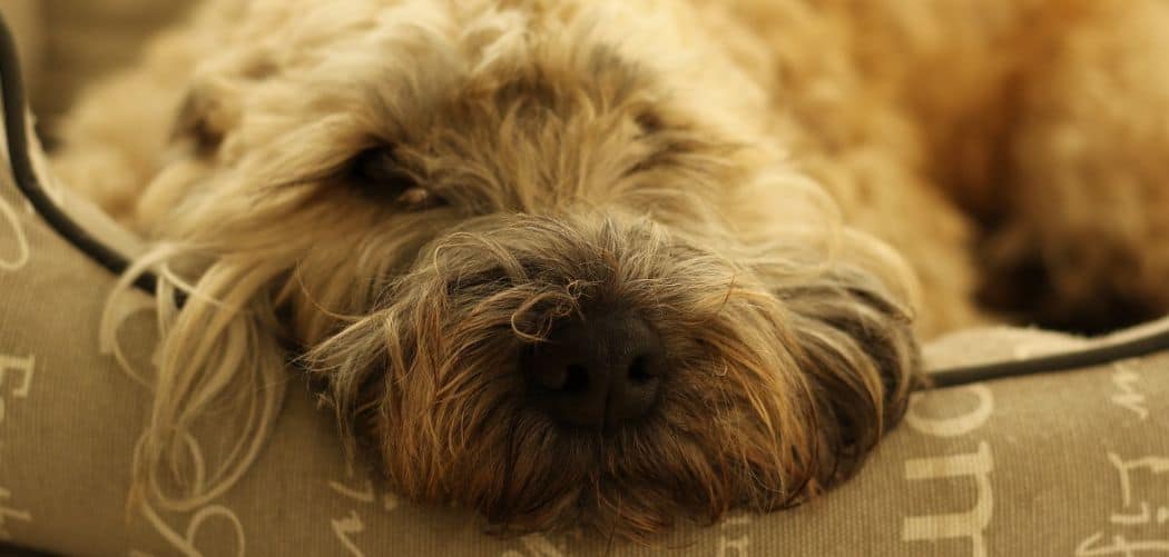 wheaten terrier with diarrhea
