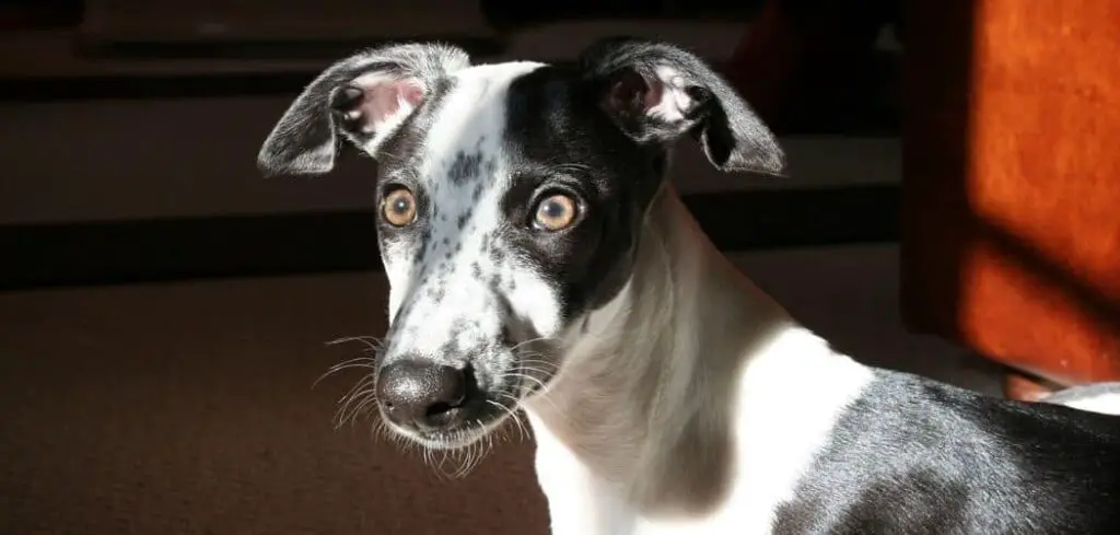 whippet hiccups