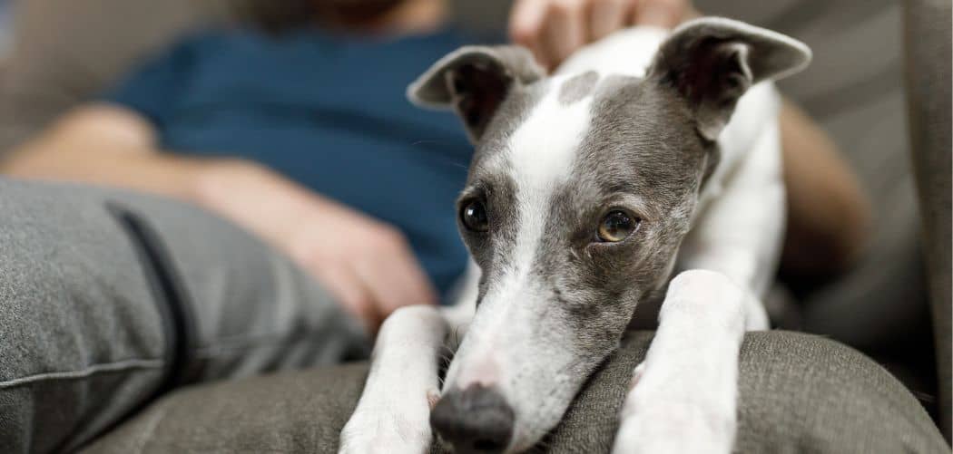 whippet limping back leg