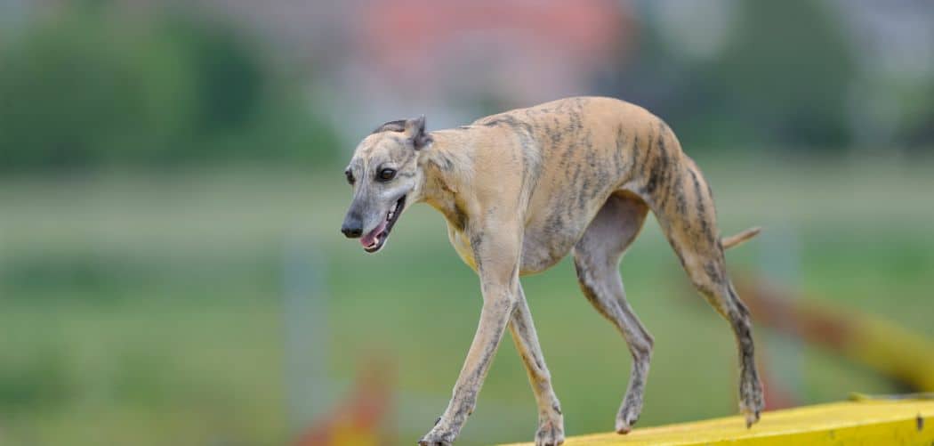 Whippet Limping Front Leg Here’s Why And What To Do Canines and Pups