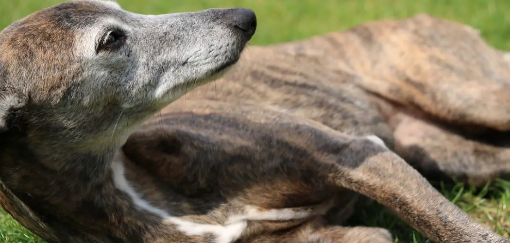 whippet limping