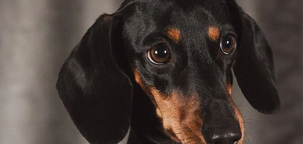 why is my Dachshund so clingy