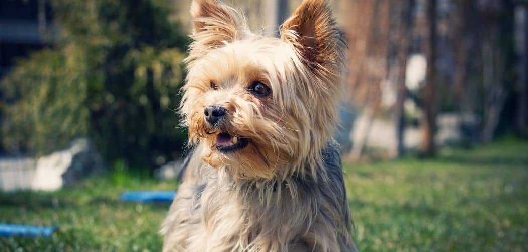 yorkie breathing heavy