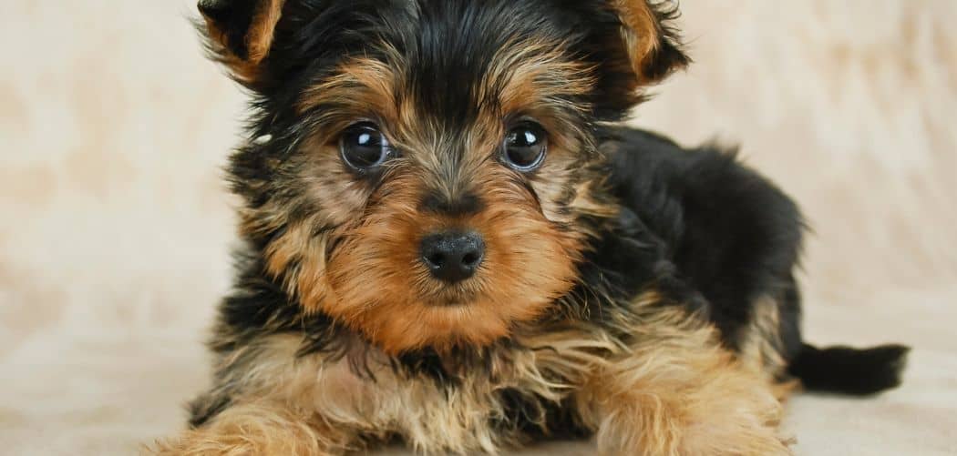 yorkie sensitive stomach