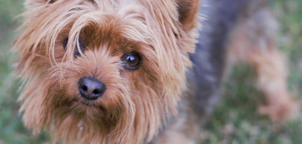 Yorkie With Diarrhea When Is It Time To Panic? Canines and Pups