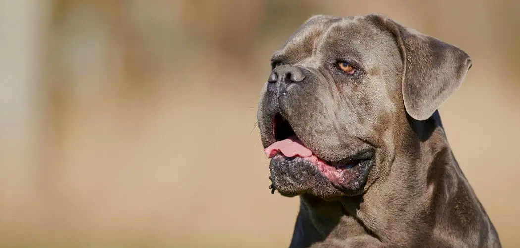 Are Cane Corsos Good Family Dogs