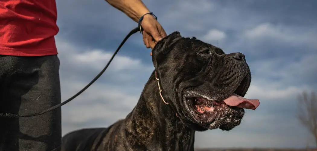 Are Cane Corsos Hard to Train