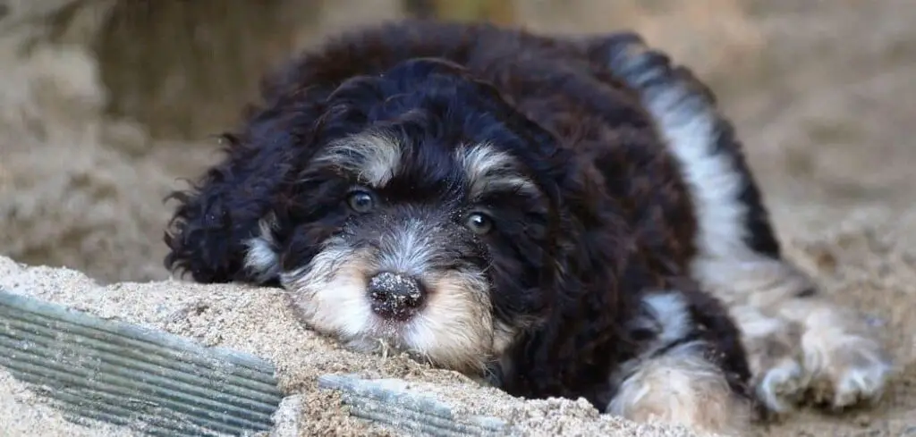 Aussiedoodle with diarrhea