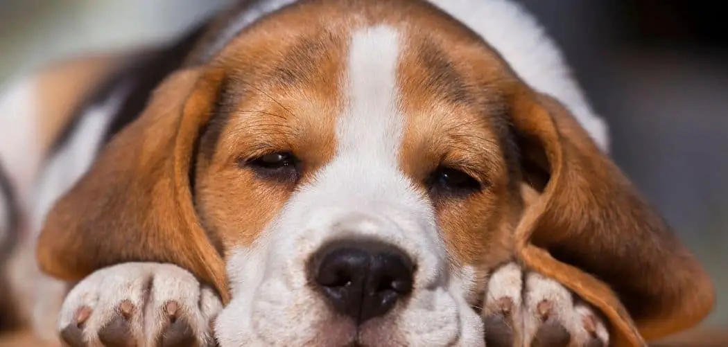 Beagle sensitive stomach