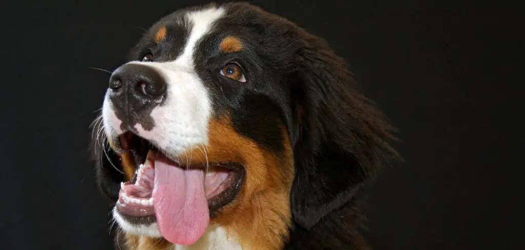 Bernese Mountain Dog drooling