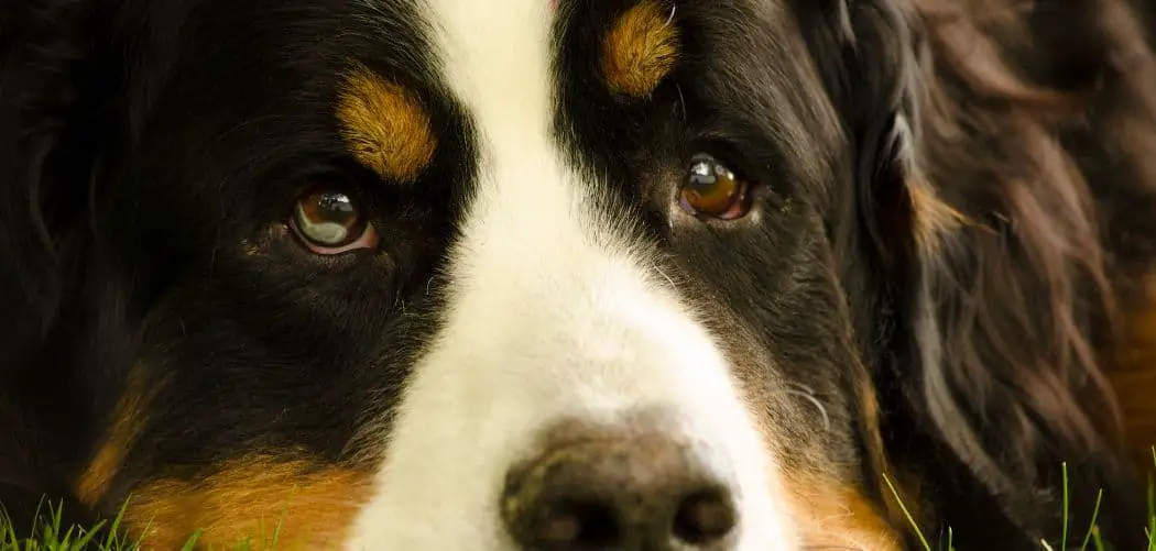Bernese Mountain Dog lazy