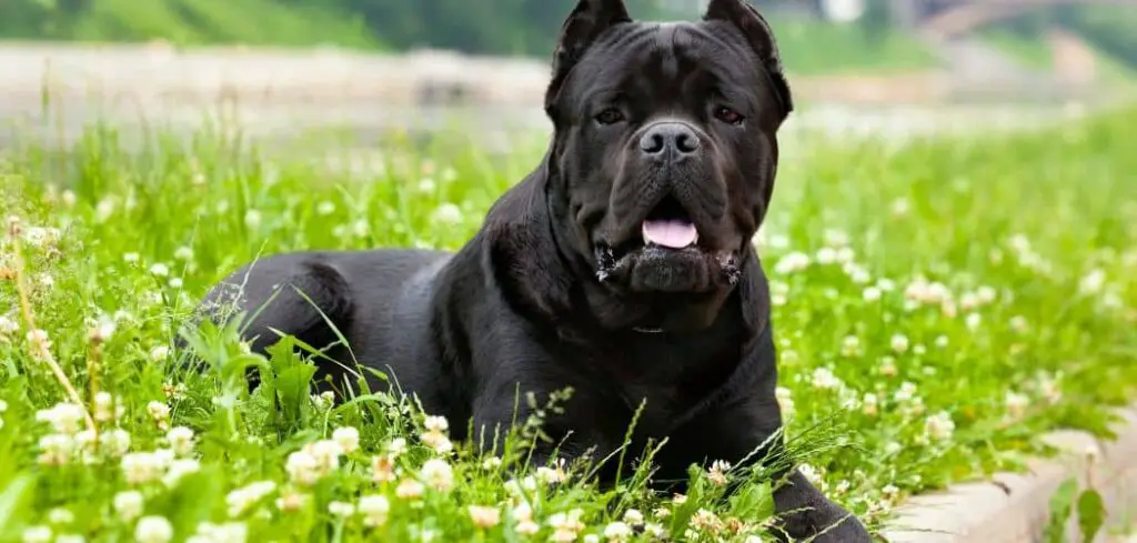 Black Cane Corso