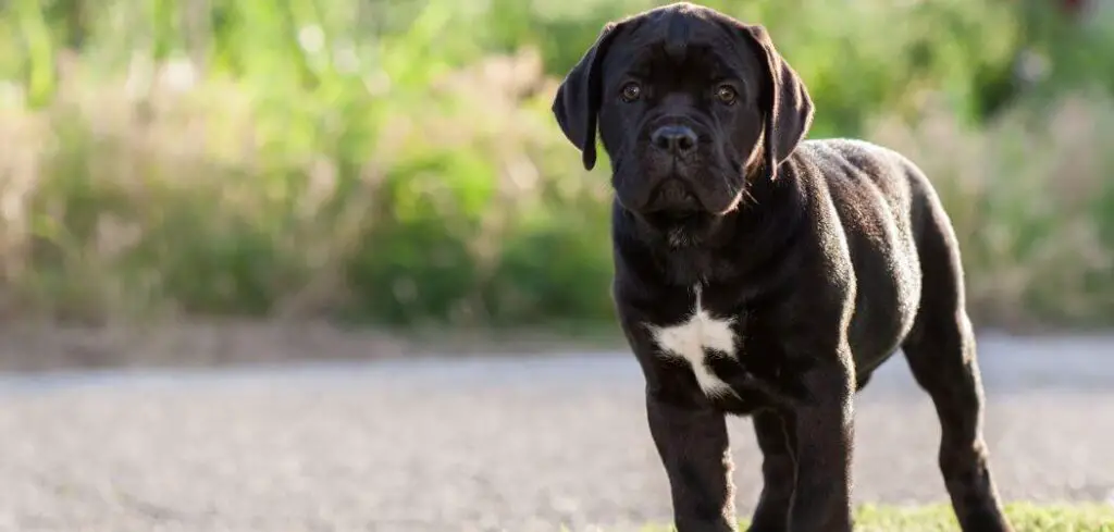 Black Cane Corso with white chest