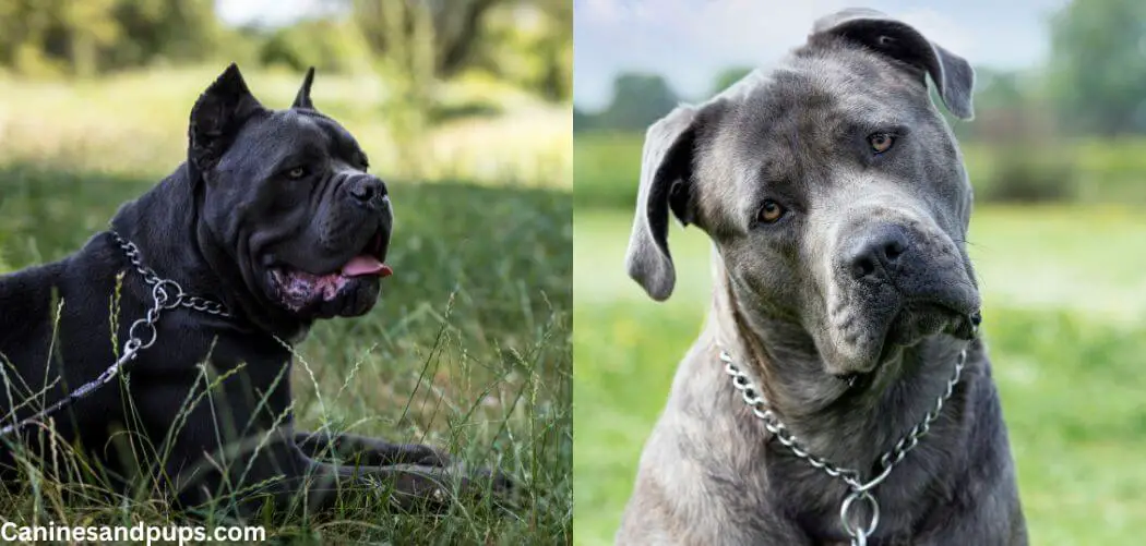 Black Vs Grey Cane Corso