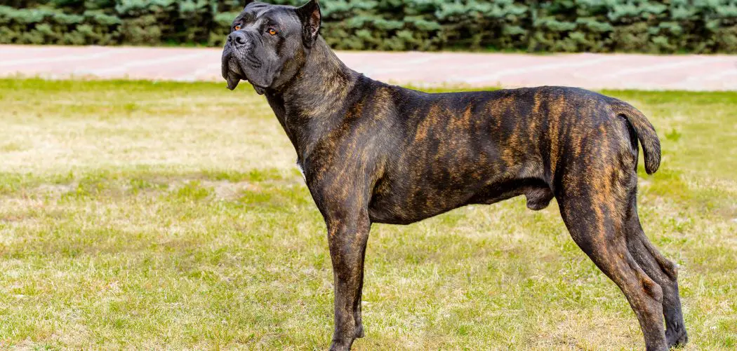 Black brindle cane corso