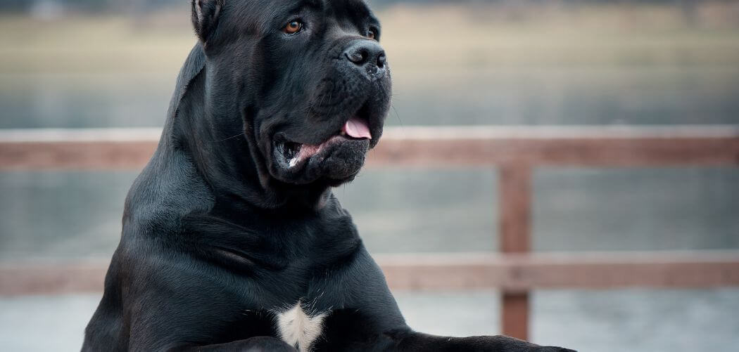 Black cane corso with white chest