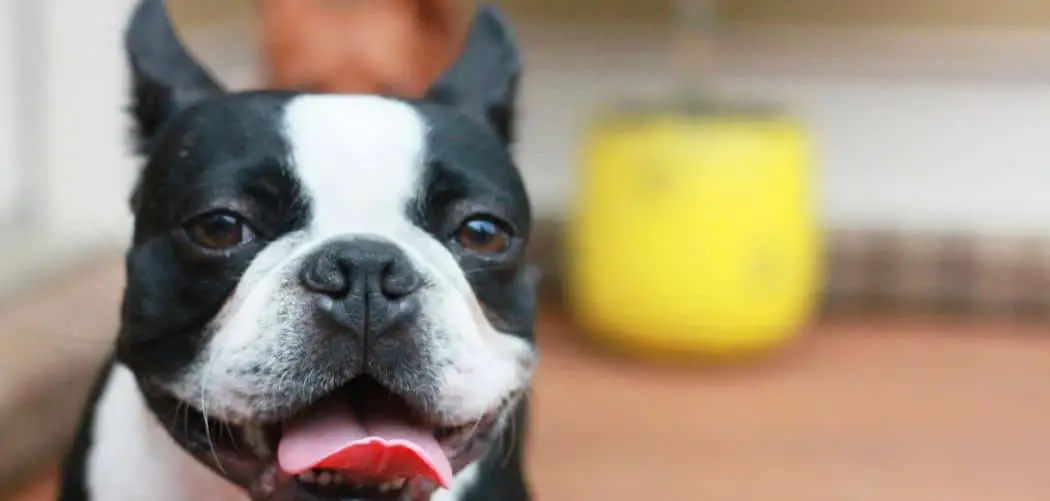 Boston terrier crying