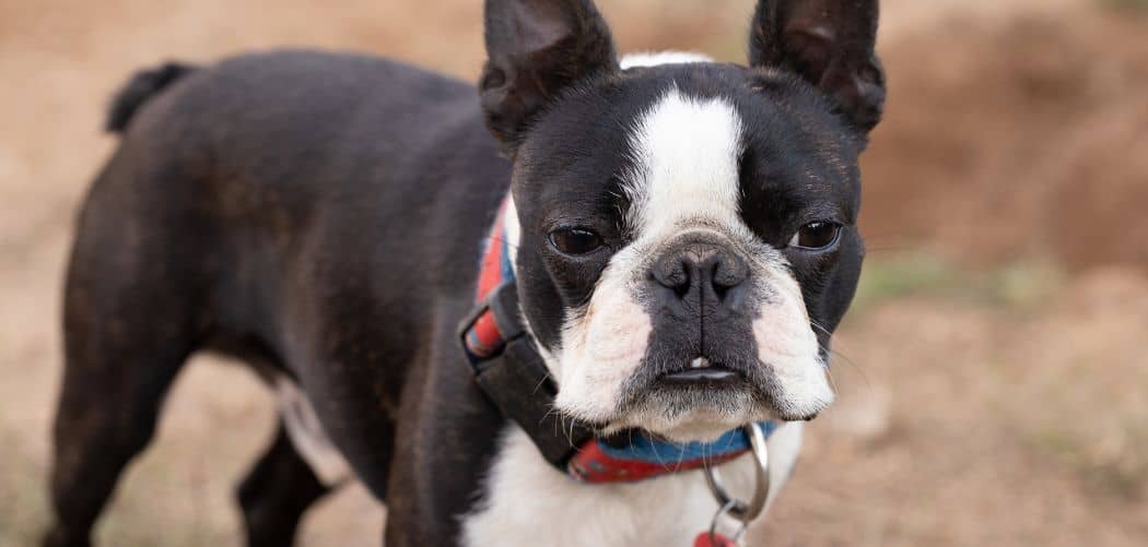 Boston terrier too skinny